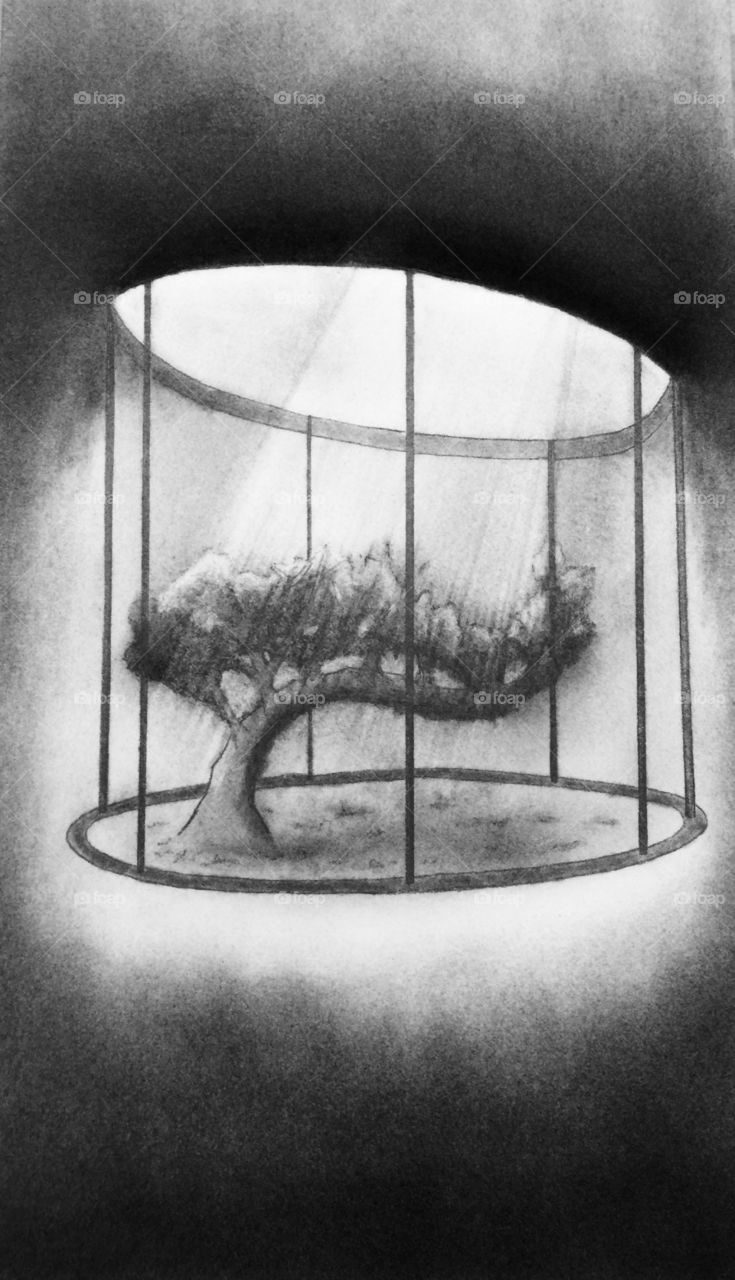 Hand drawing of enclosed tree
