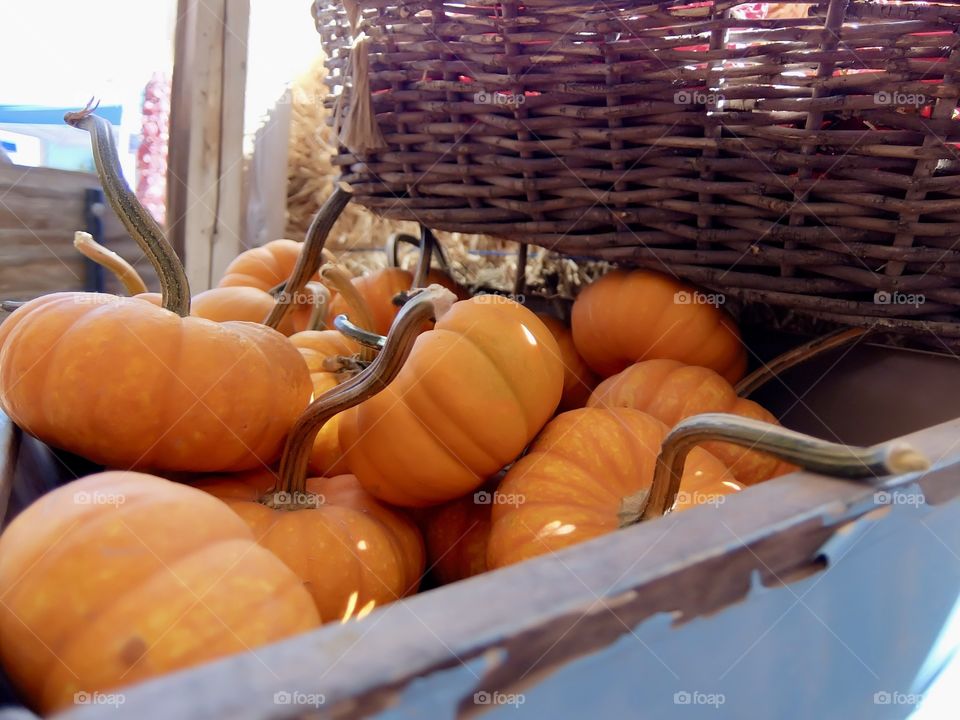 Close up of small orange pumpkins in basket 
