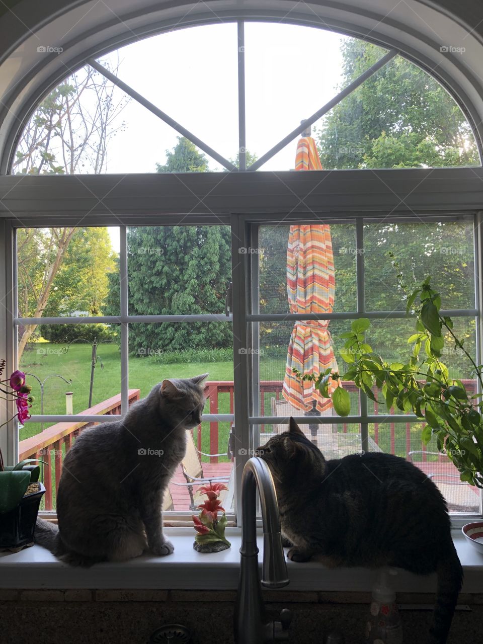 Two, beautiful and sweet tabby cats sharing the same feeling of happiness in the air, as they sit by the window and the fresh green grass is growing all around them. 