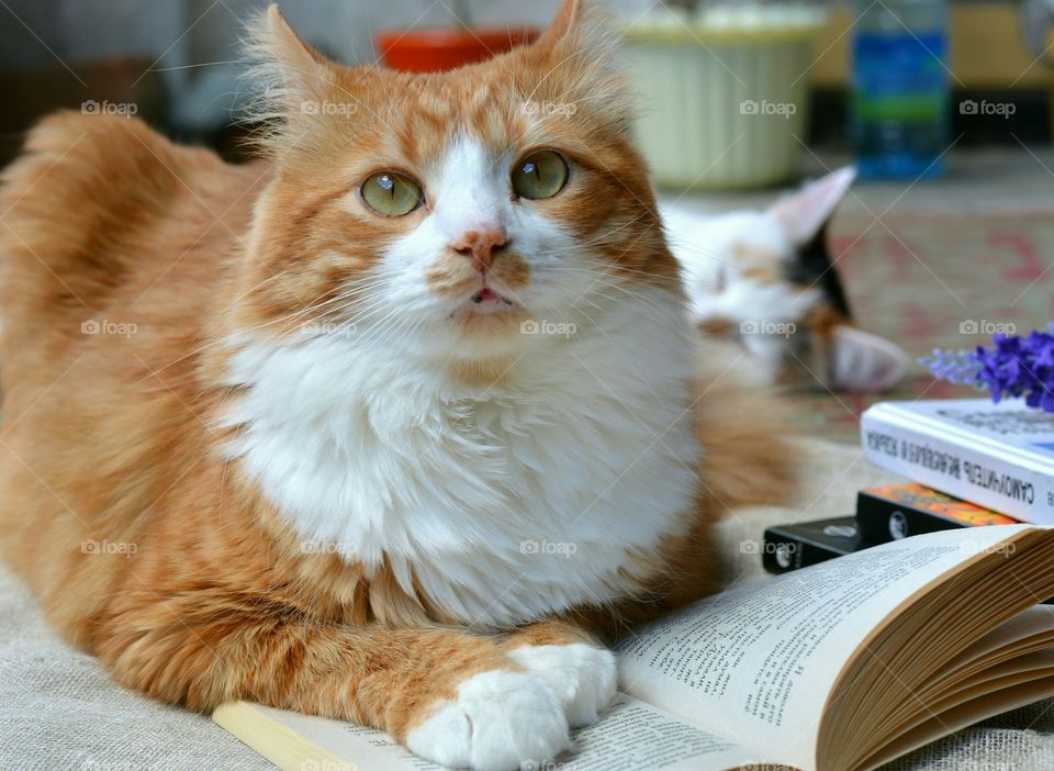books reading and cats pets hobby