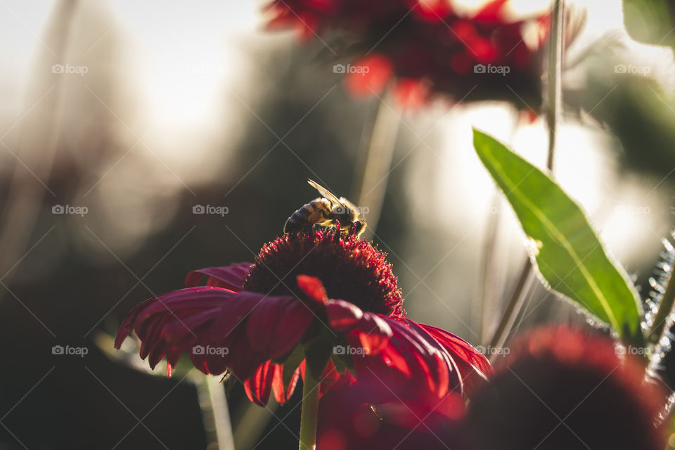 A portrait of a bee on a beautiful red coneflower during golden hour. the insect is gathering pollen from the flower to make honey.