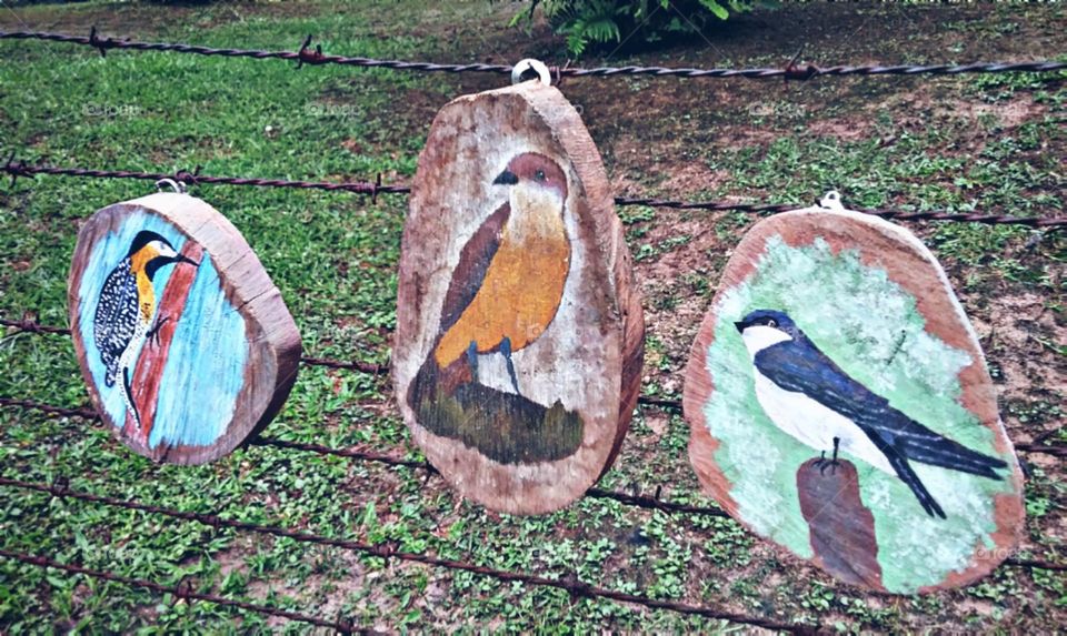 Três preferidos pássaros