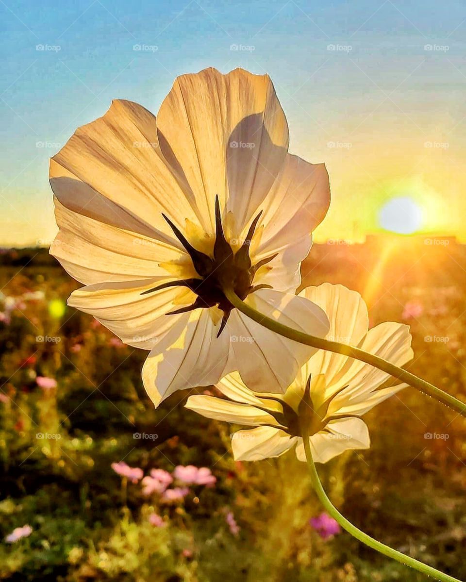 Every flower blooms in it’s own time.