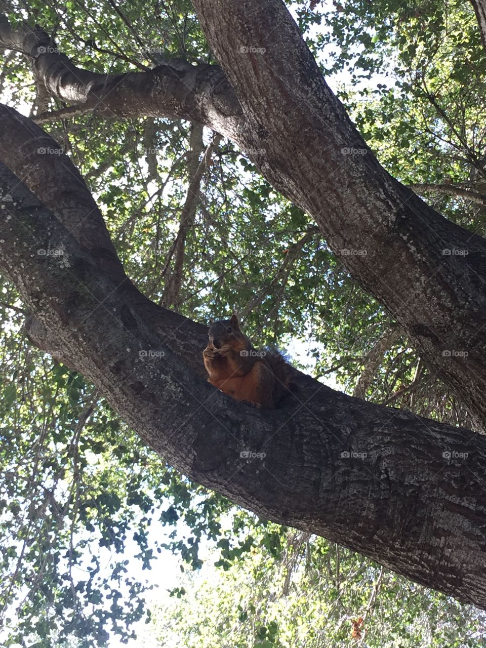 Squirrel