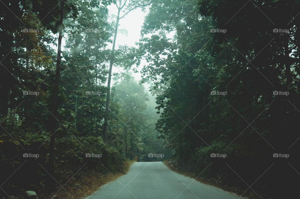 Long way forest road in first sunlight with sun in front and sunlight effect – Silhouette. Travel tourism and nature background concept.