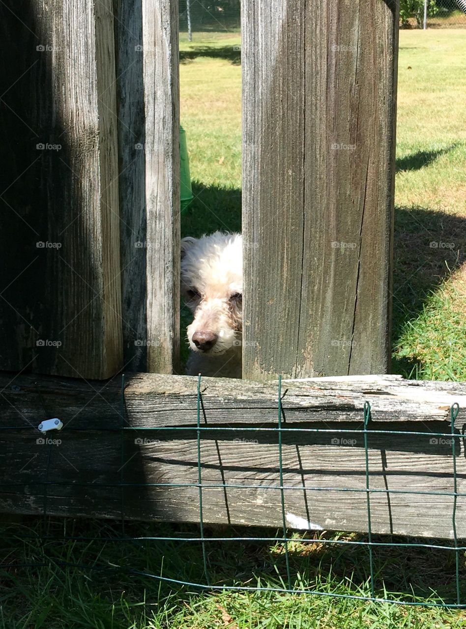 Dog peeking through fence slats trying to get through. He's gated off for safety, waiting.