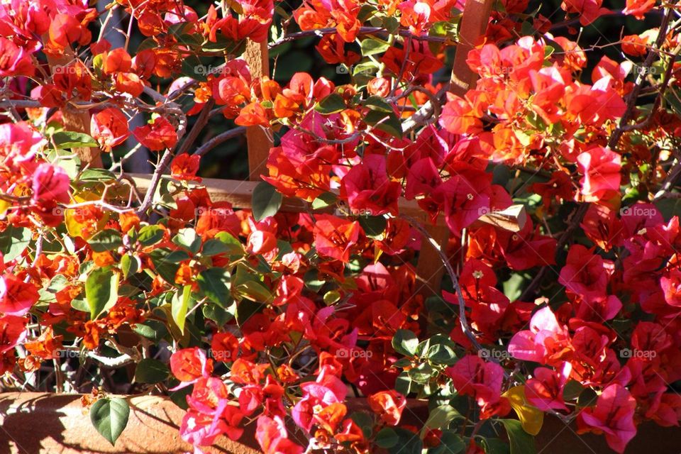 Bougainvillea Splash