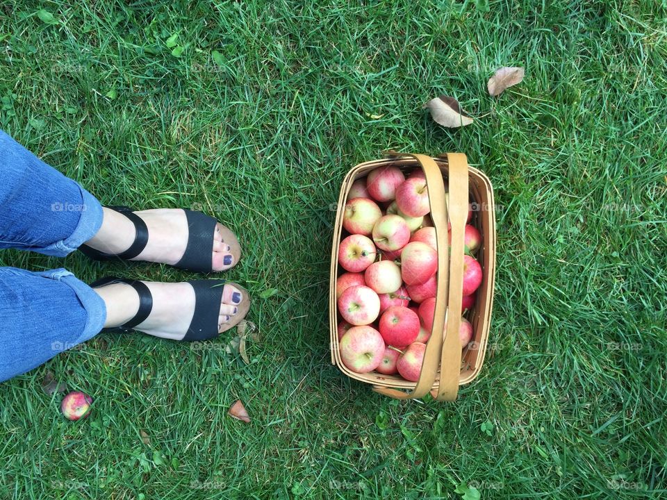 Apple Basket