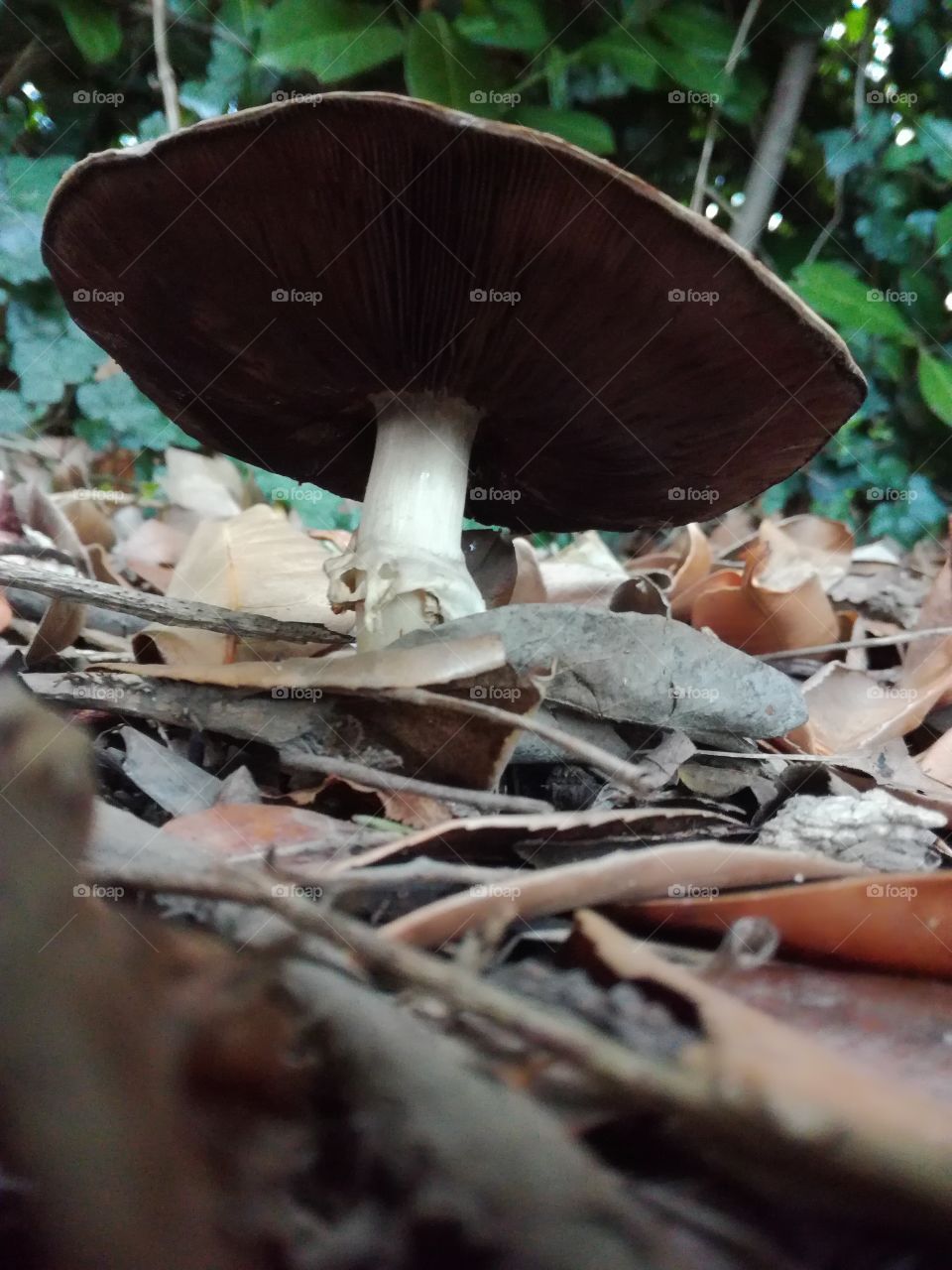 mushroom