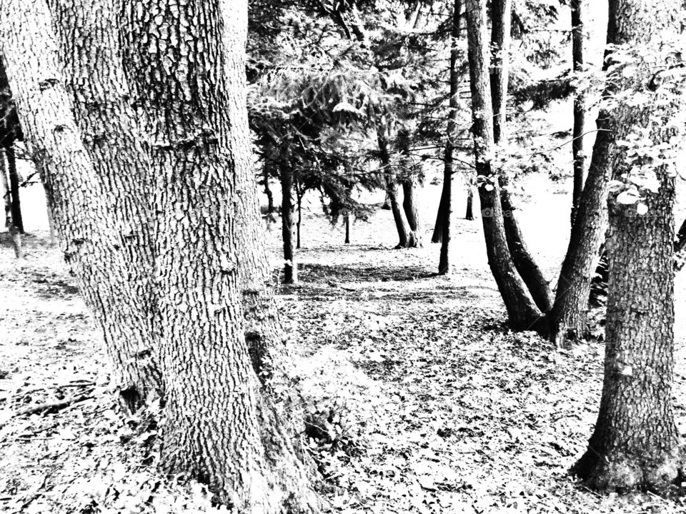 Black and white forest