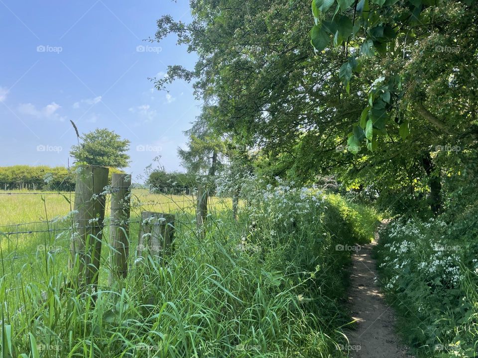 Riverside footpath in June 