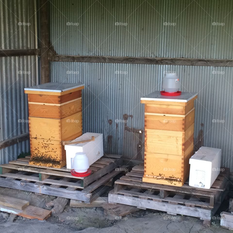 Apiary - Two Hives