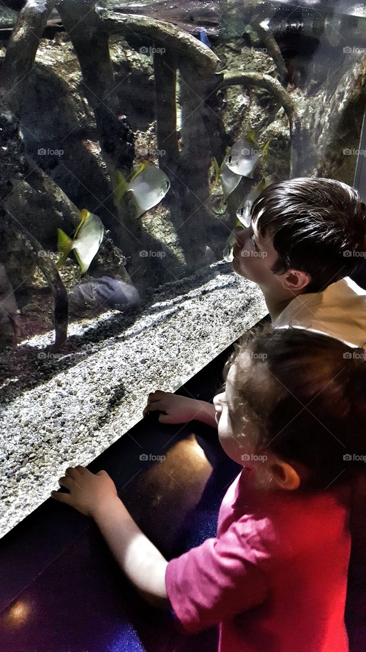 aquarium wonder