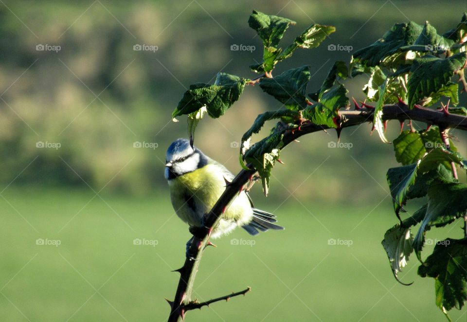 Blue tit 🐦