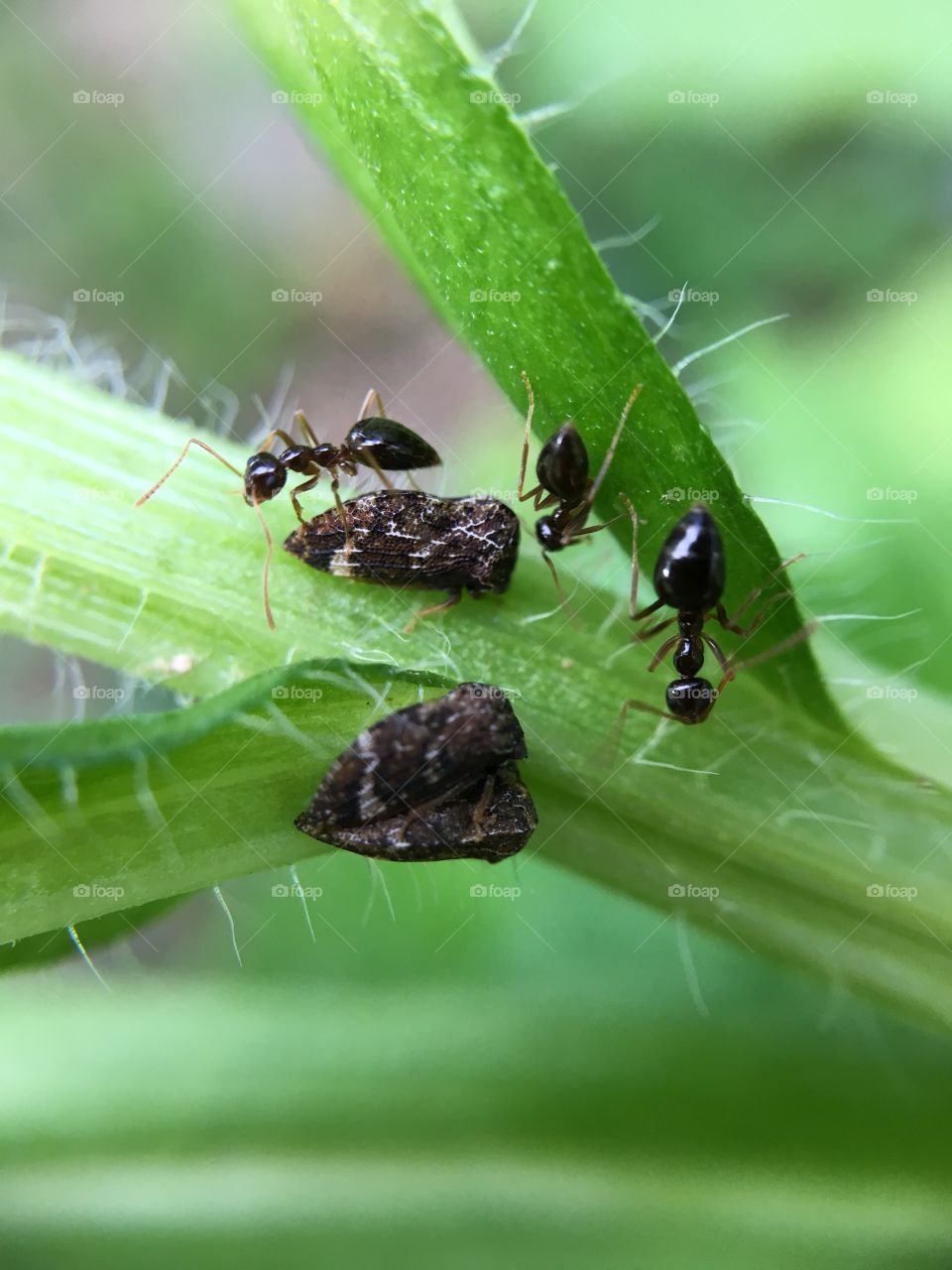 Black ants and aphids