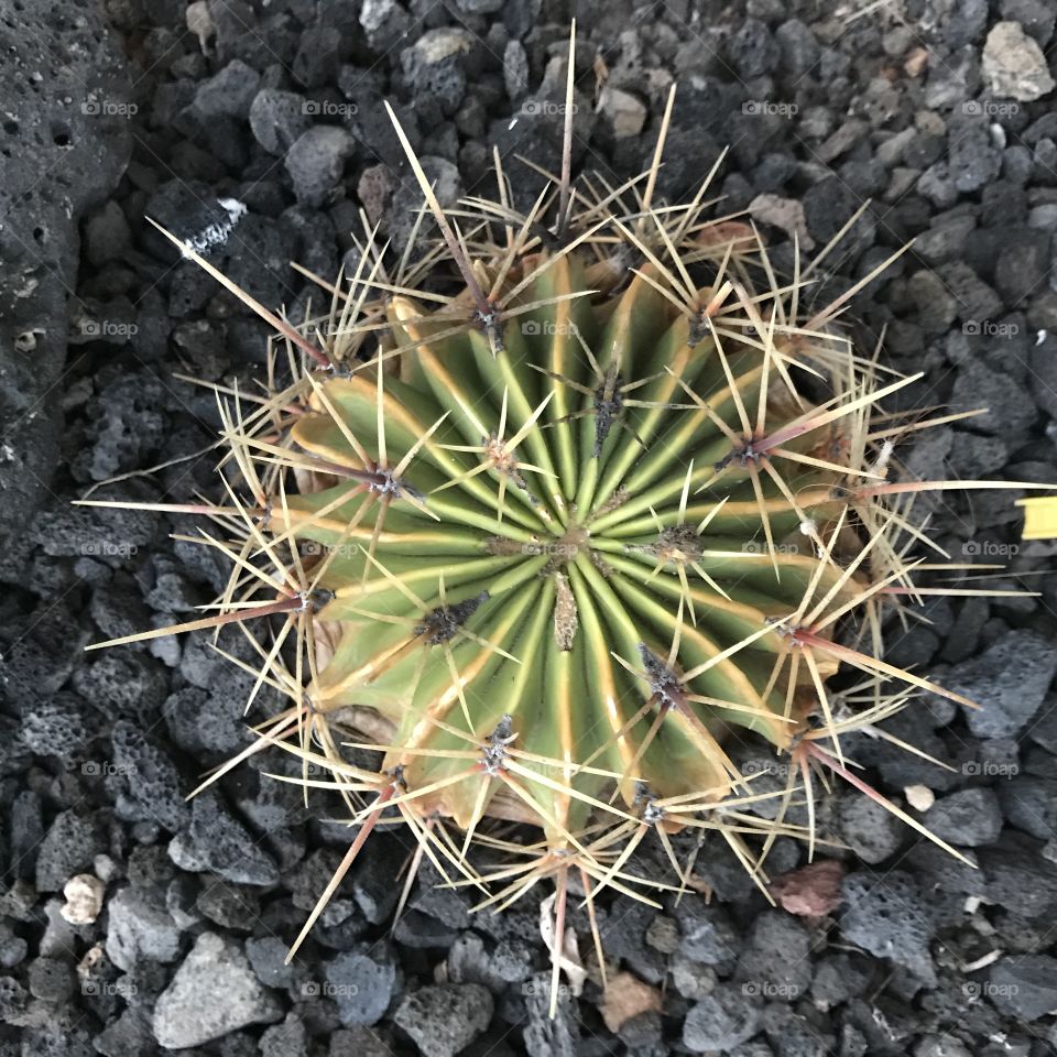 Cactus, Succulent, Sharp, Desert, Prickly