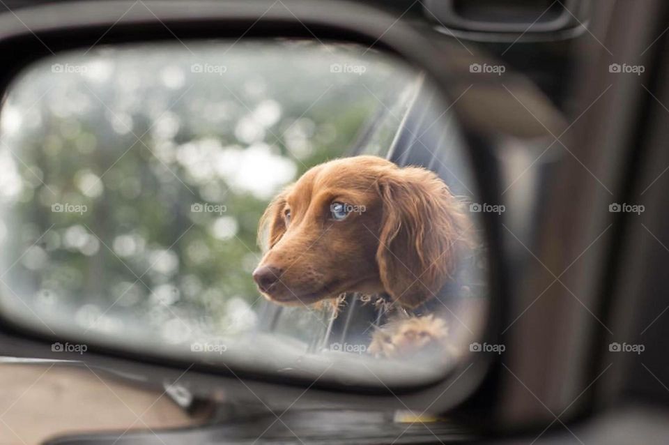 Reflection of dog on side-view mirror of car