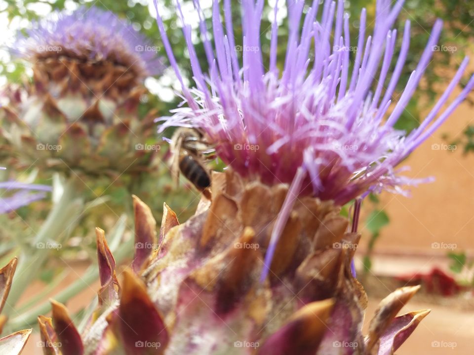 Artichoke flower & Bee