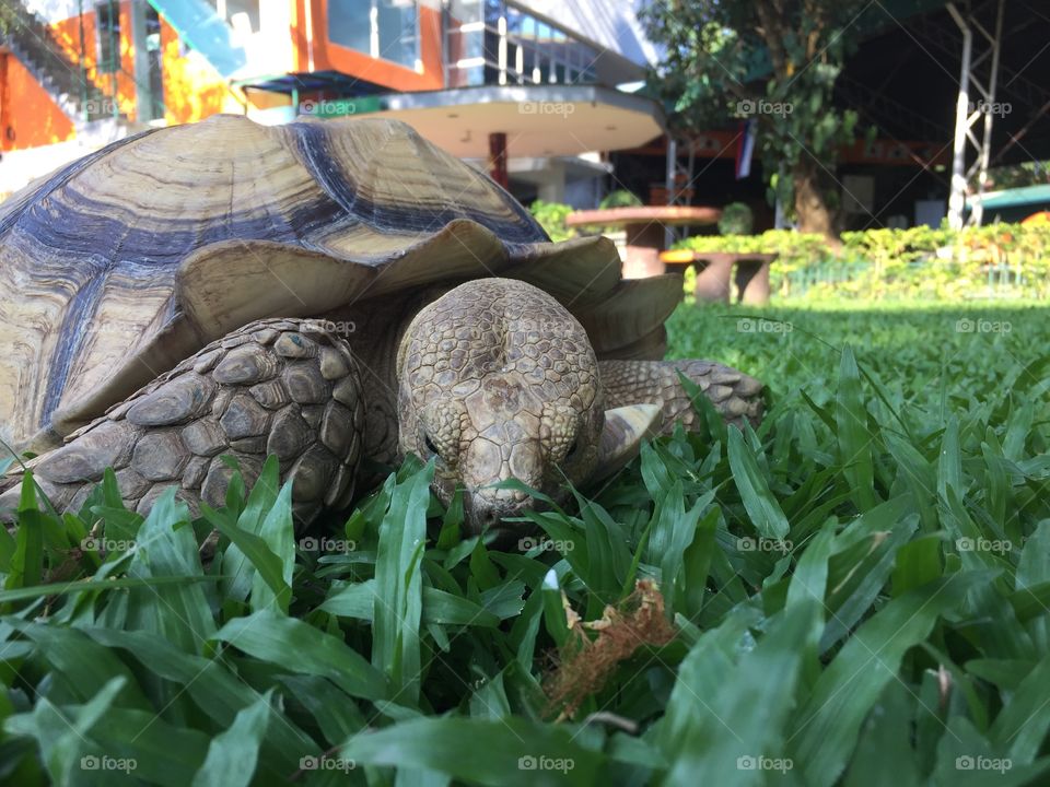 Grass-eating tortoise 