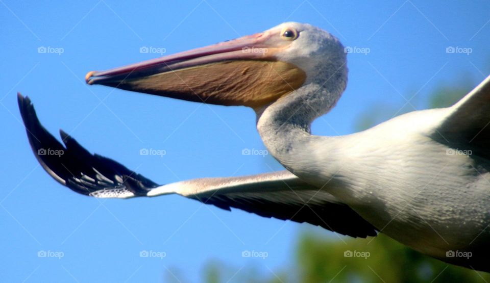 Closeup of Pelican in Flight