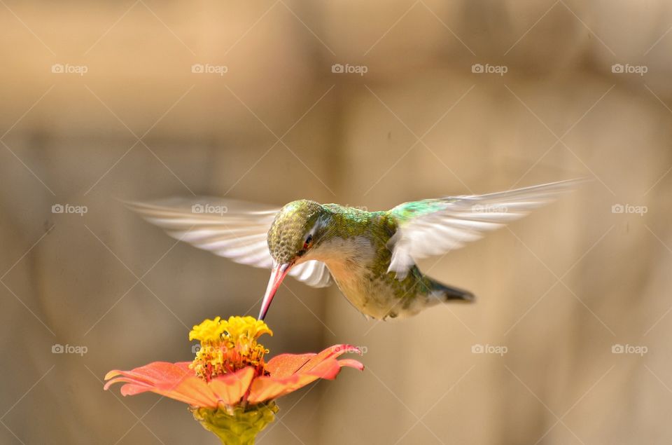 hummingbird