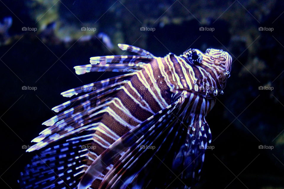 This is a tiger fish in an aquarium at the Newport Aquarium in Kentucky.
