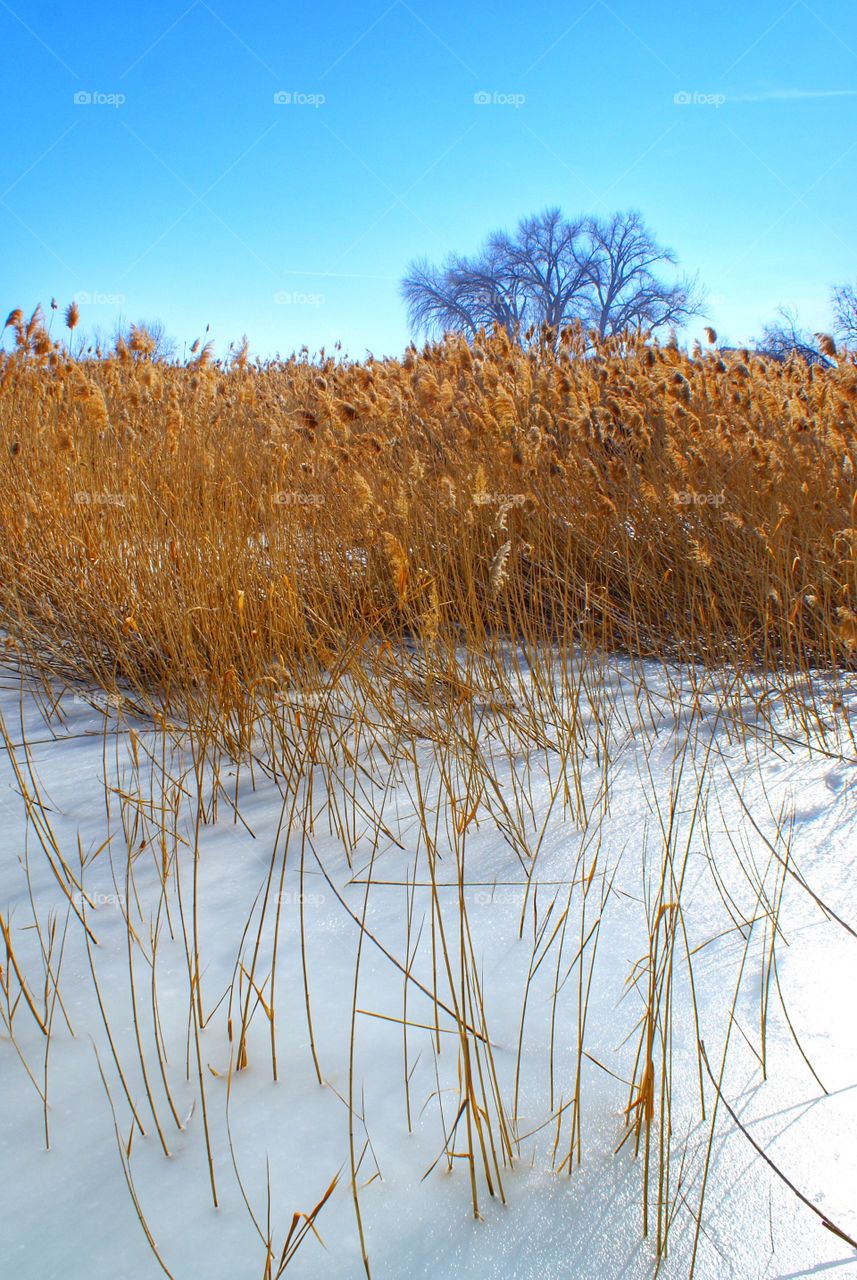 Close-up of plant on field