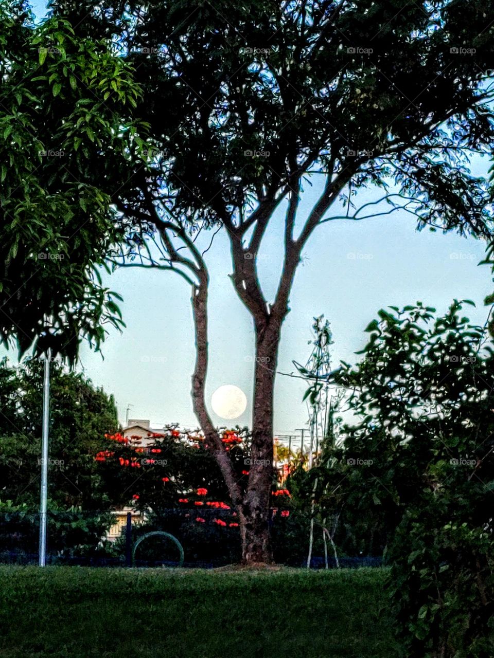 Full moom at 6 am - Indaiatuba Ecological Park