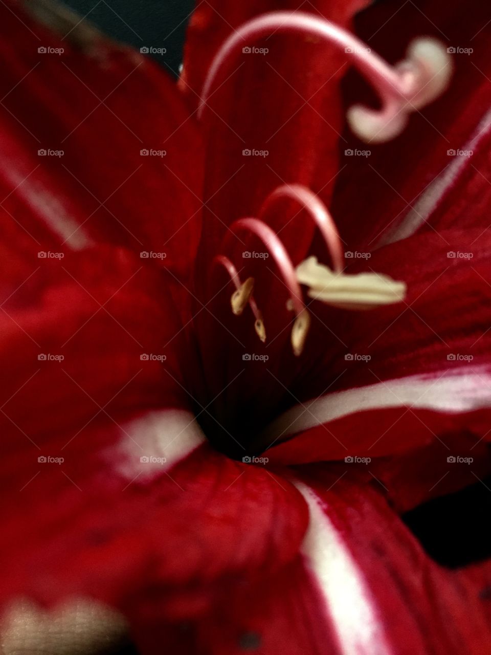 Flor roja