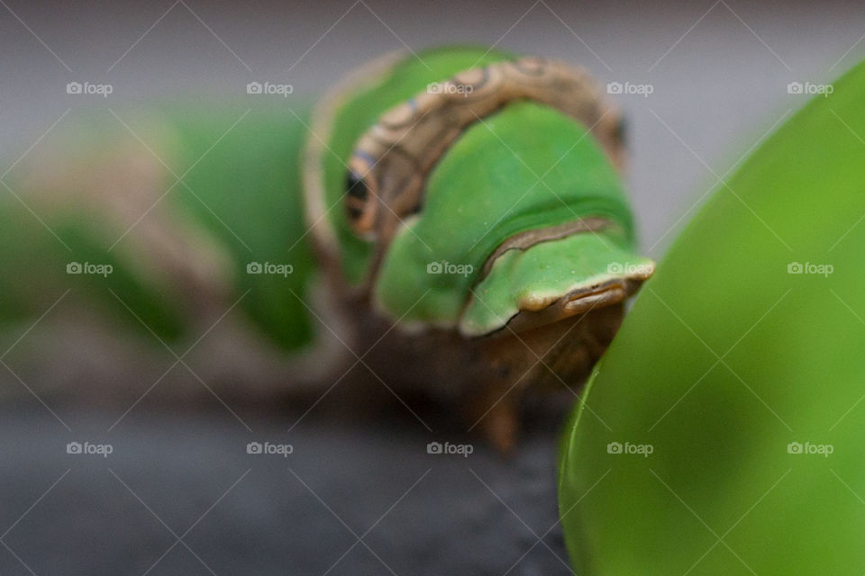 Hungry Caterpillar. In this phase of their lives Caterpillars eat a lot. 