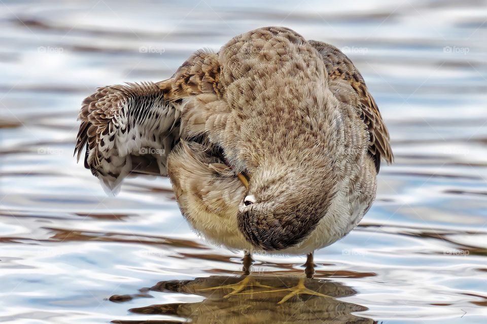 Long-billed Dowitcher grooming
Long-billed Dowitcher standing a lake.