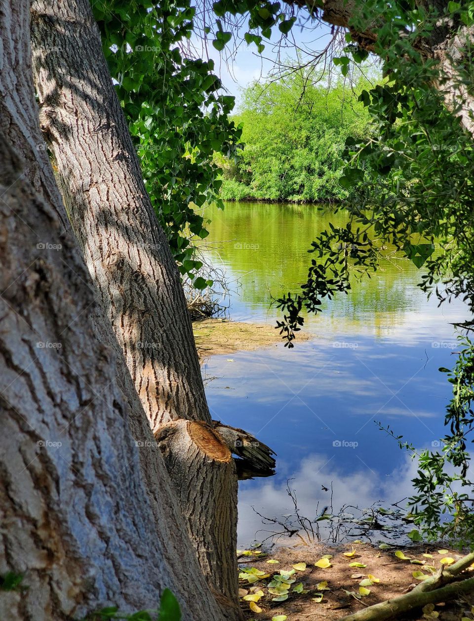 Clouds Reflecting in the Lake