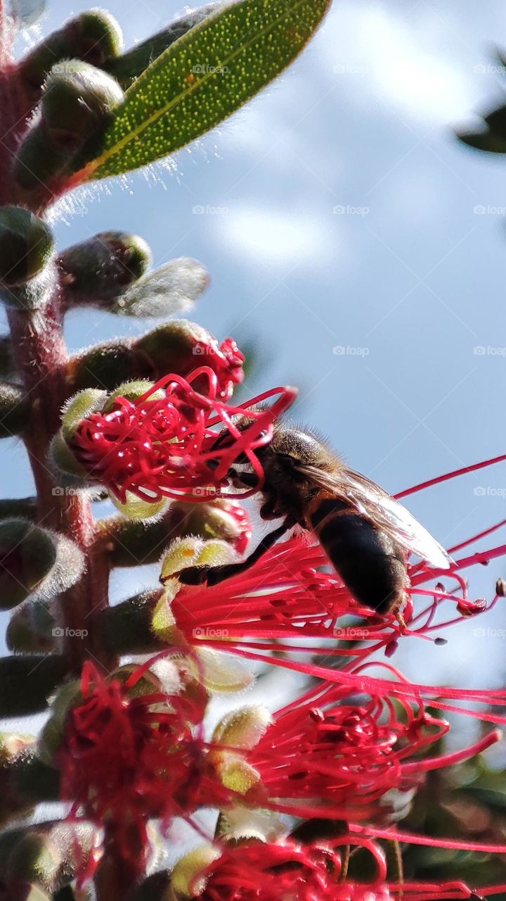 Bee collecting pollen grains