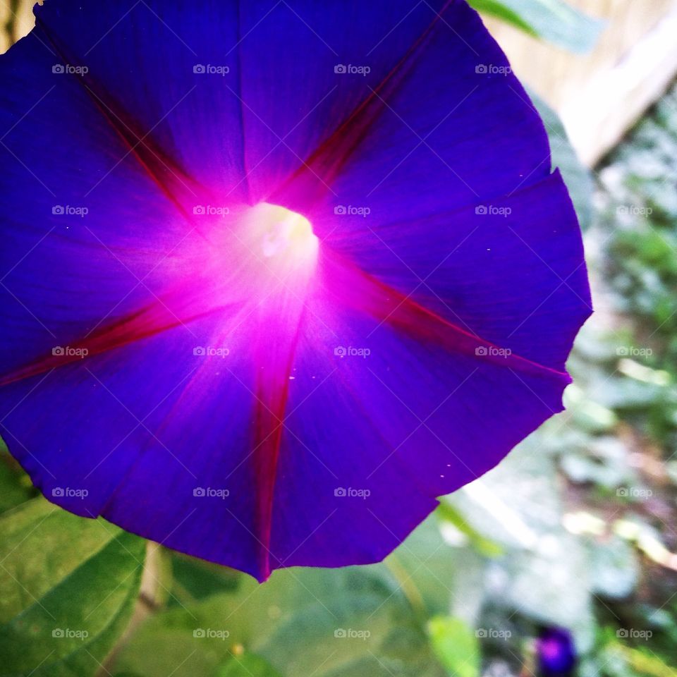 Morning glory flower, purple