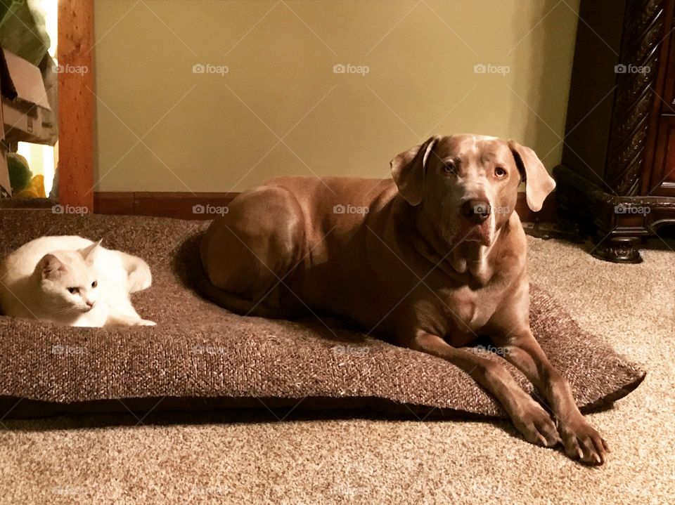 They are never far from each other. Elvis and Casper are best friends. 