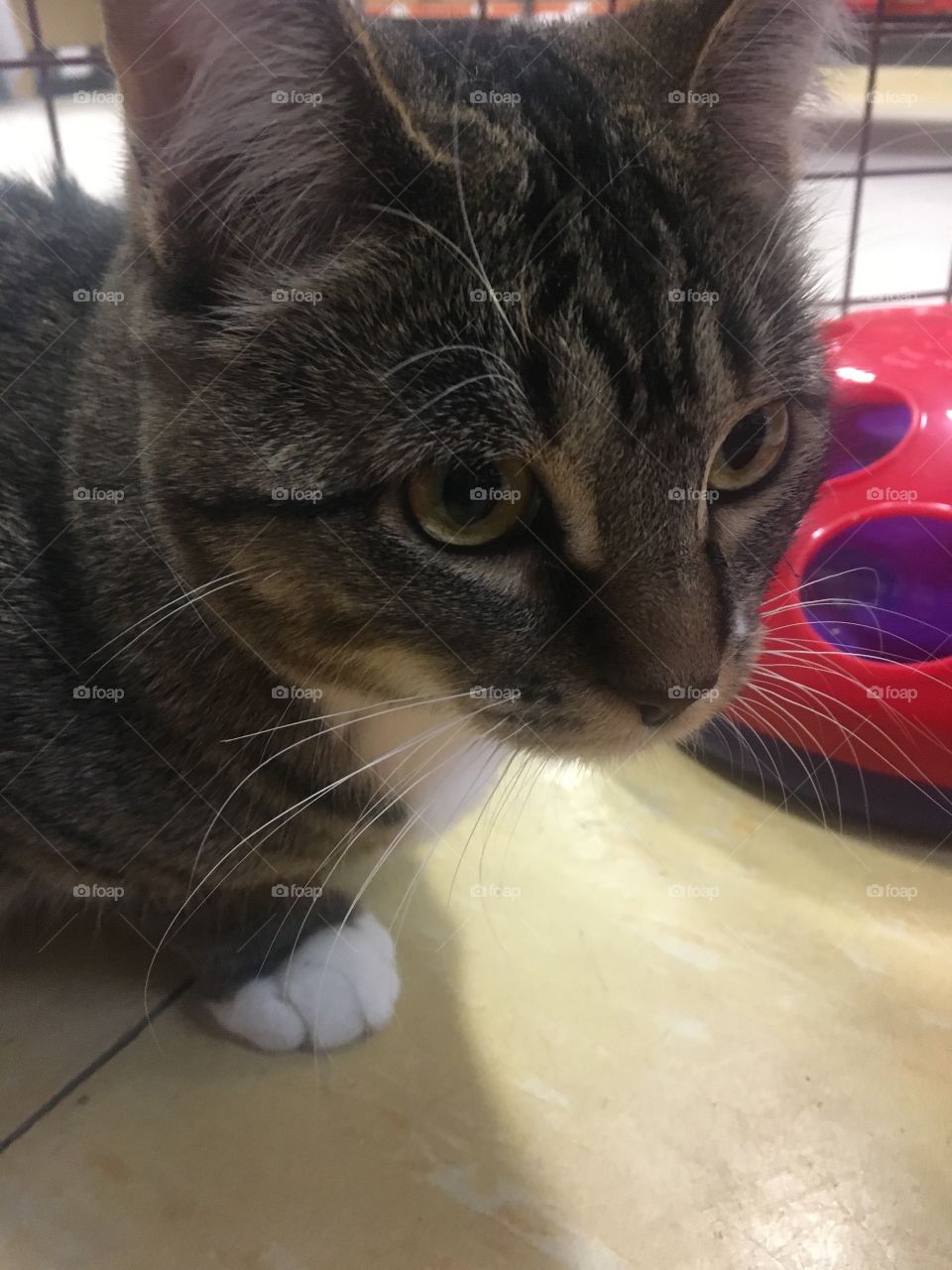 Cute cat at the pet store 