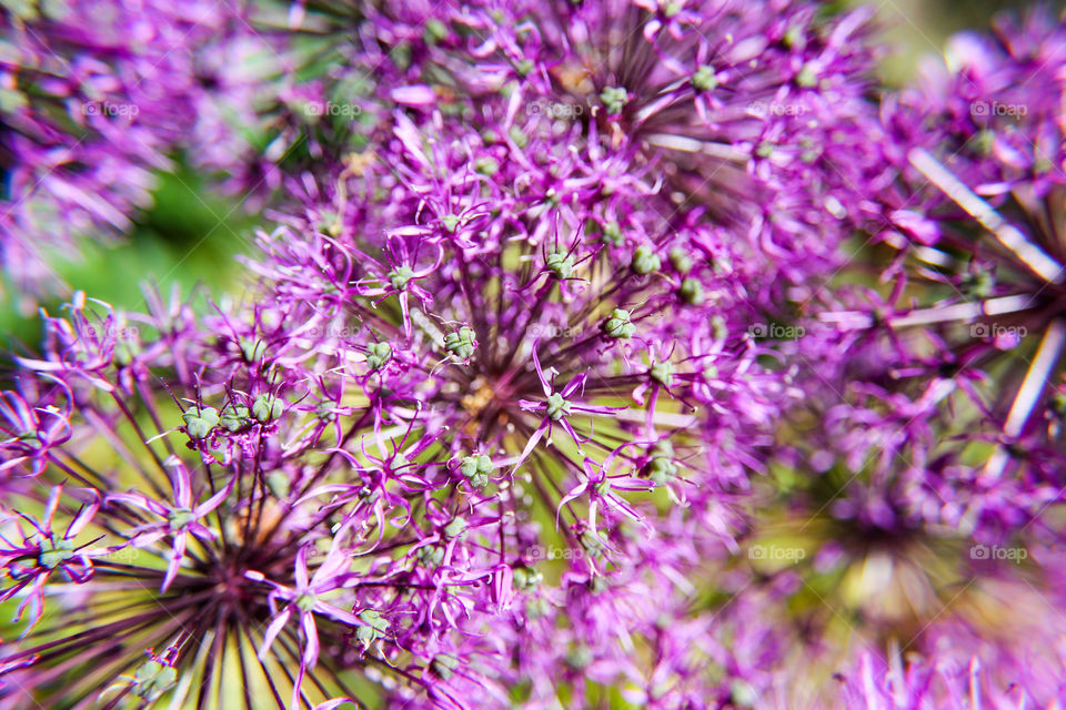 Purple flowers