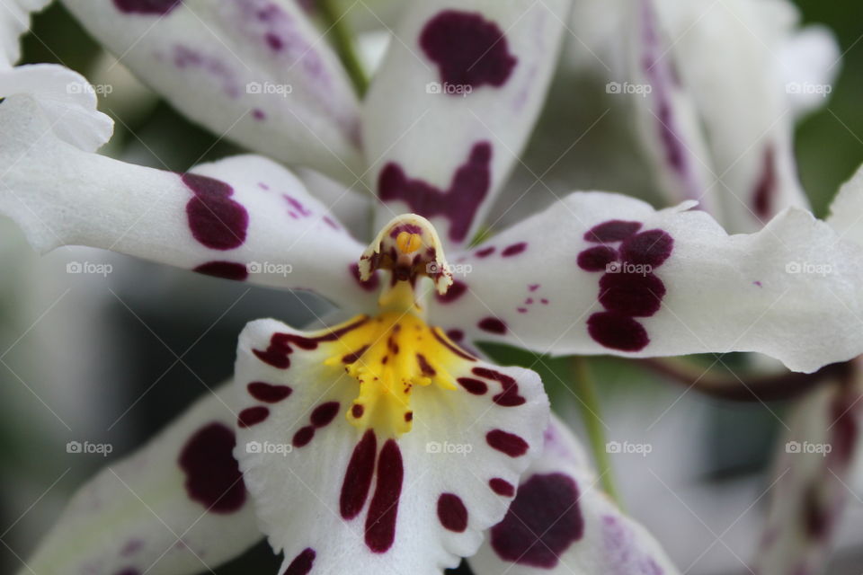 Orchid up Close