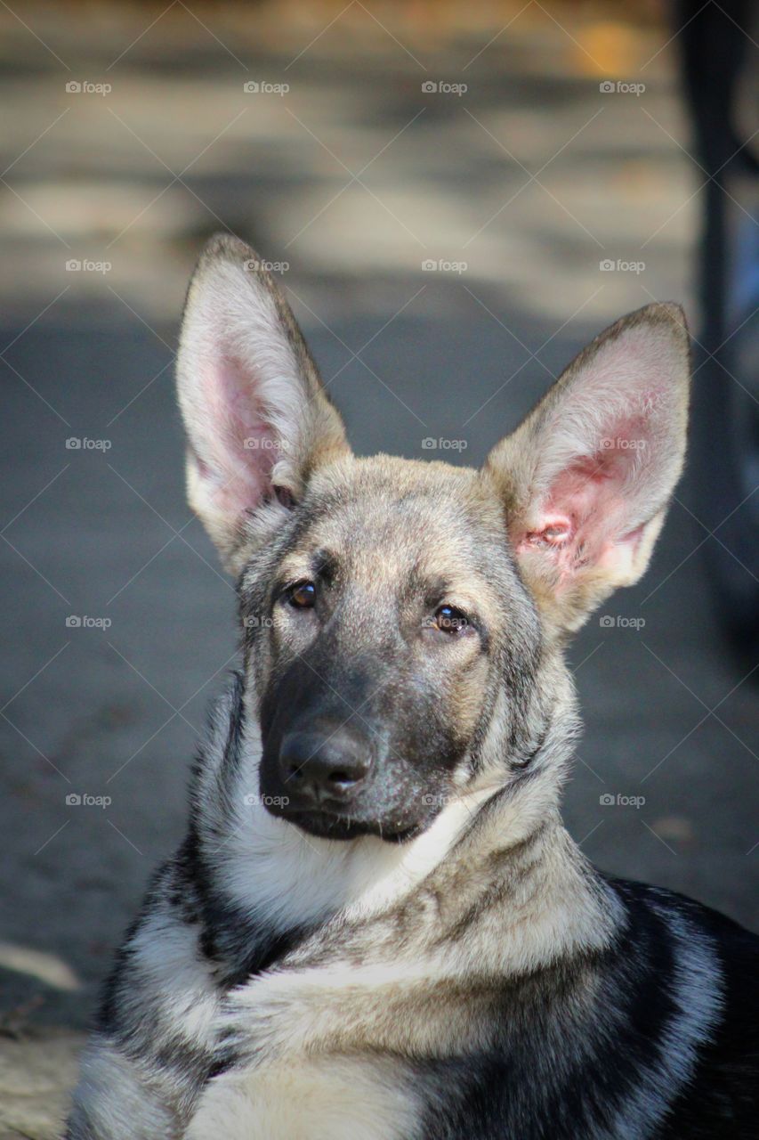 German Shepherd
