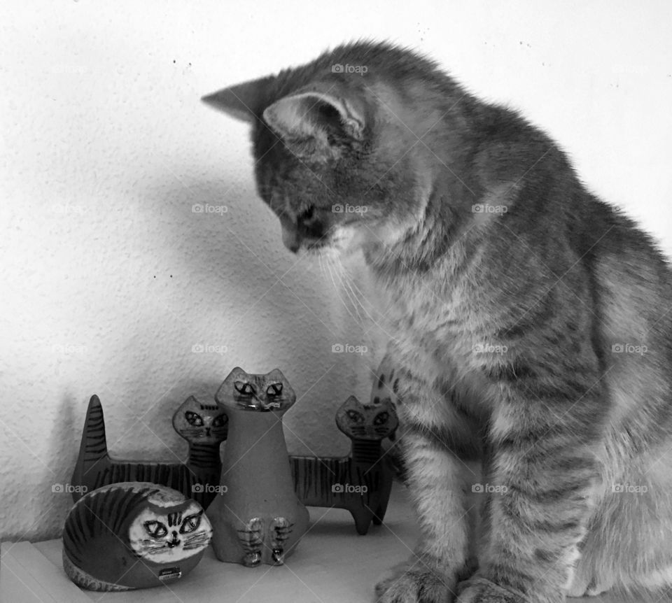 Cat with smaller cats