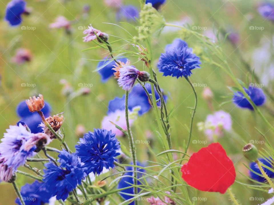 Wildflower meadow field poppy