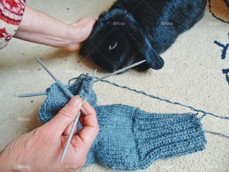 girl knits socks and next to a rabbit