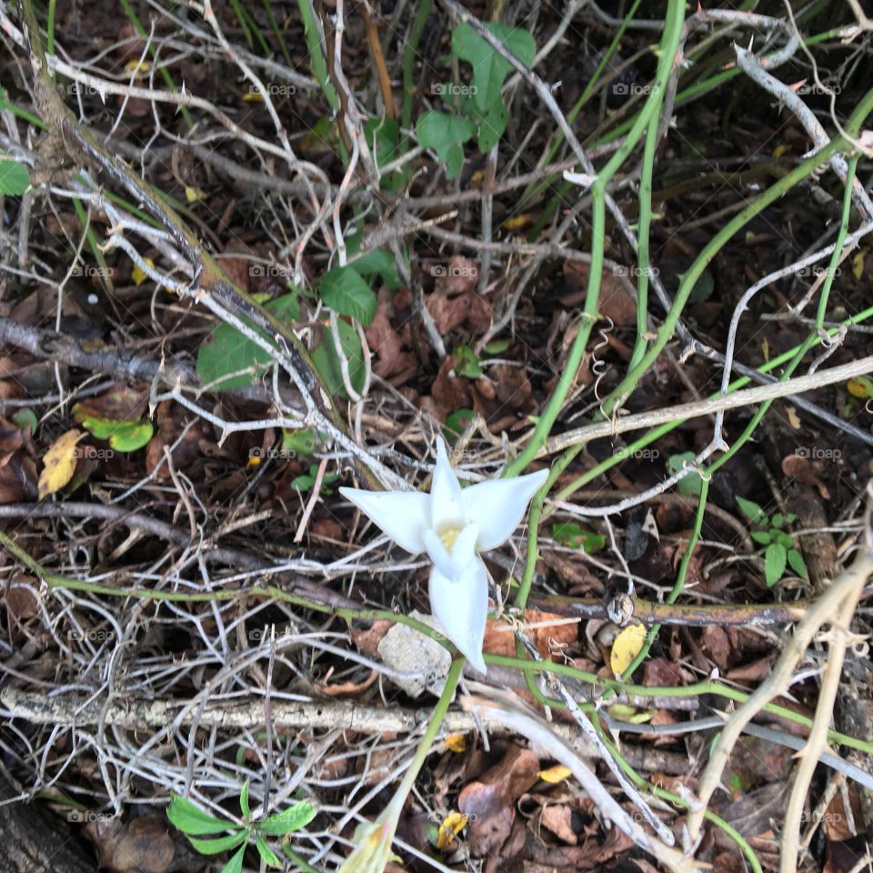 Growing wild in the thorns 