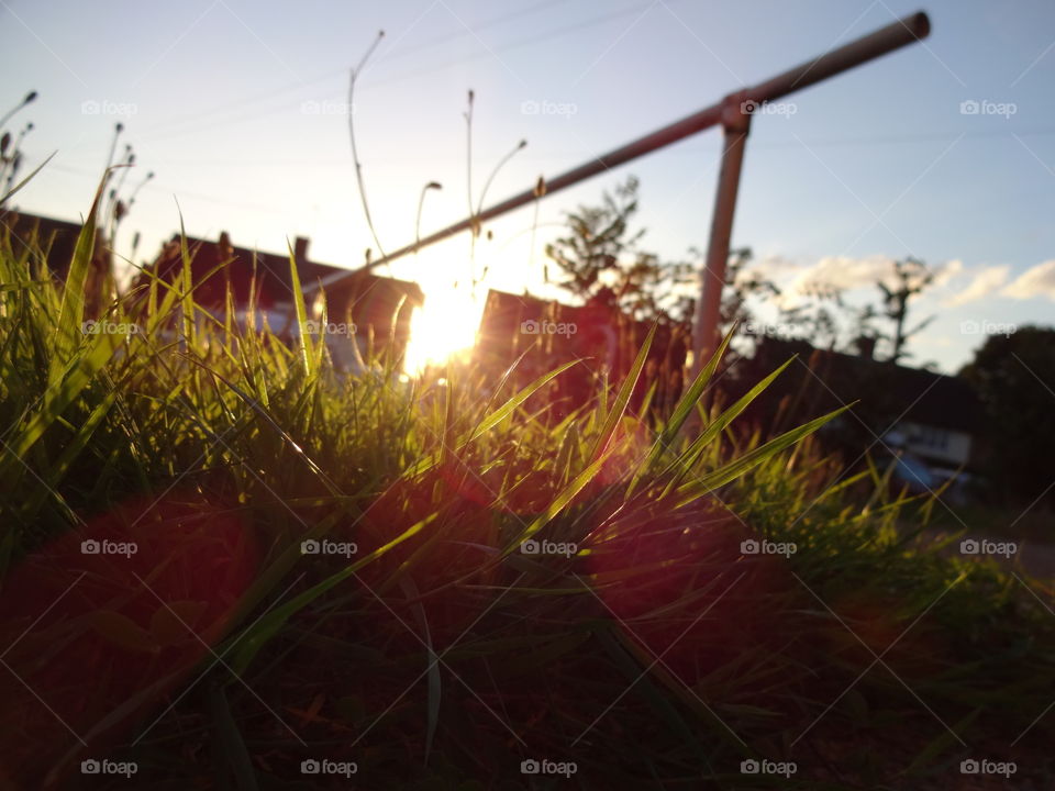 Illuminating sunlight penetrating through the grass