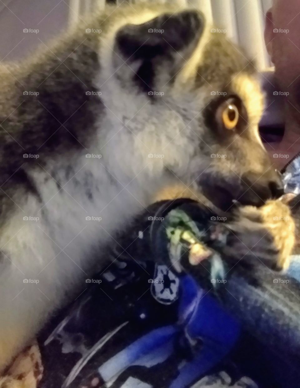 My beautiful Ring tailed lemur sucking his hand like a child would it's thumb