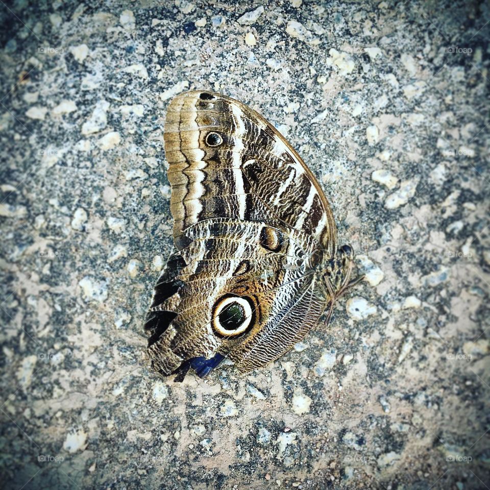 A small butterfly showing all its beauty.  Micro and macro allow you to shoot! / Uma pequena borboleta mostrando toda a sua beleza. O micro e o macro permitem-se fotografar!