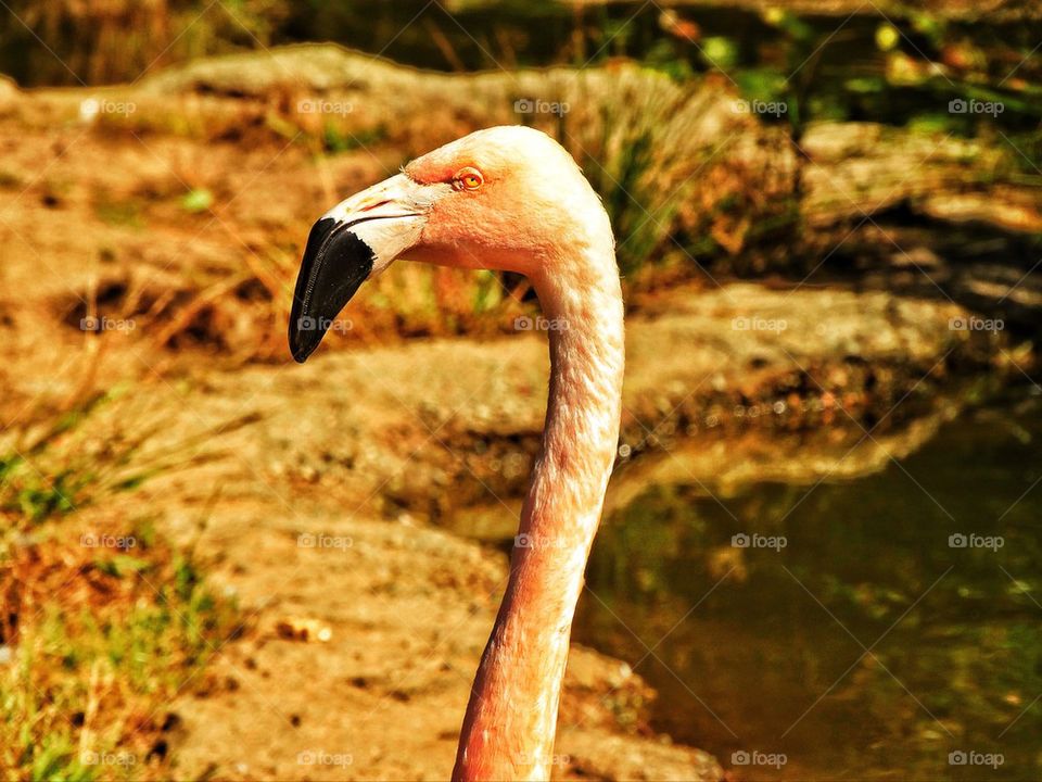 Flamingo