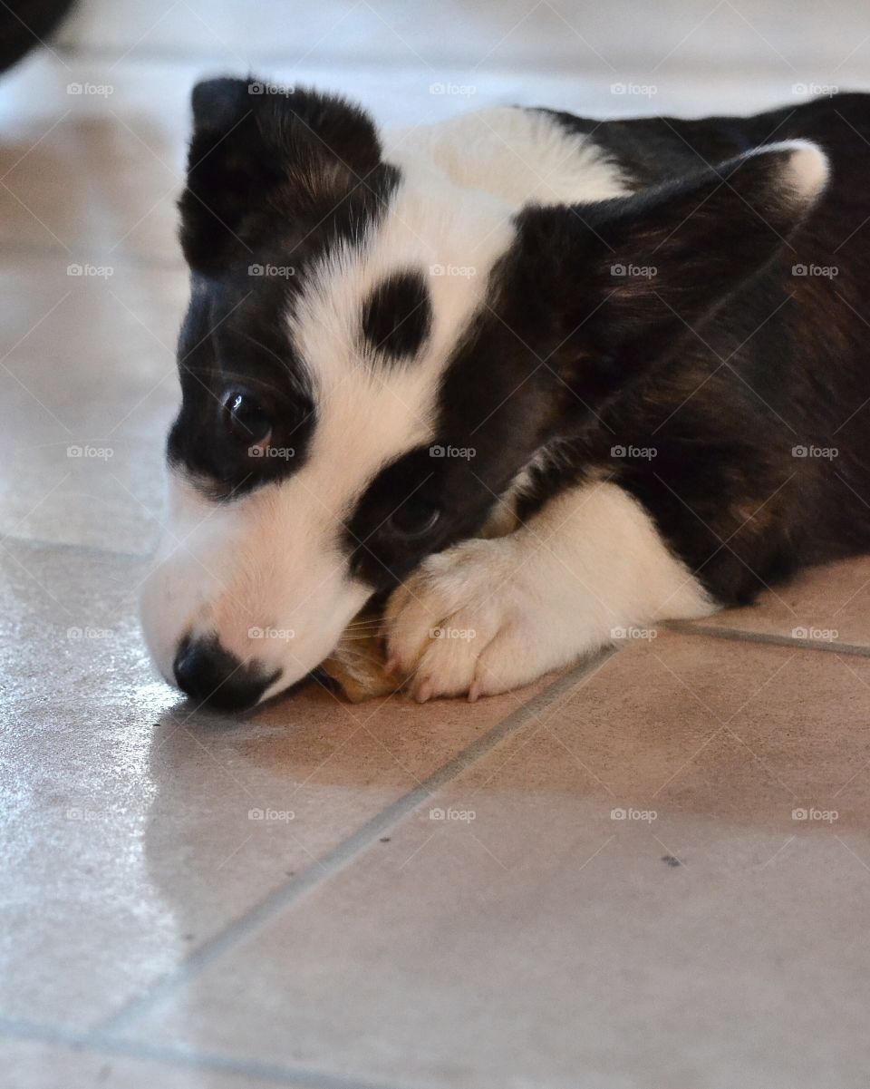 Cute puppy chewing on a bone
