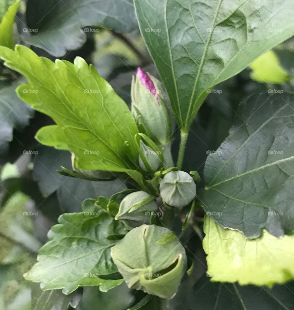 Buds on a flowering shrub at various stages of blooming