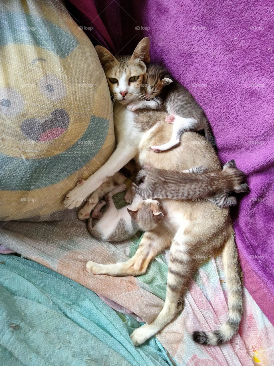 Mother cat raising her kittens.